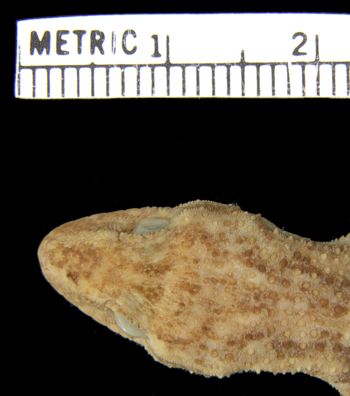 Media type: image;   Herpetology R-43855